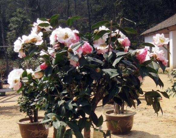 茶花为什么不能养在家里?