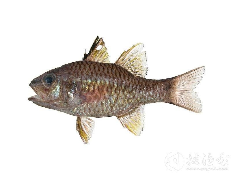 辐鳍鱼纲的介绍