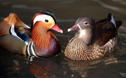 悠哉游哉和悠哉悠哉的区别是什么？