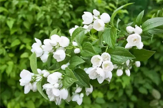 茉莉花香怎么形容