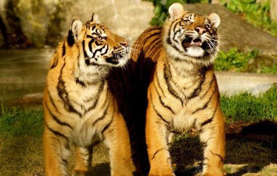 属虎36岁本命年要注意什么 很可怕有一灾怎么回事