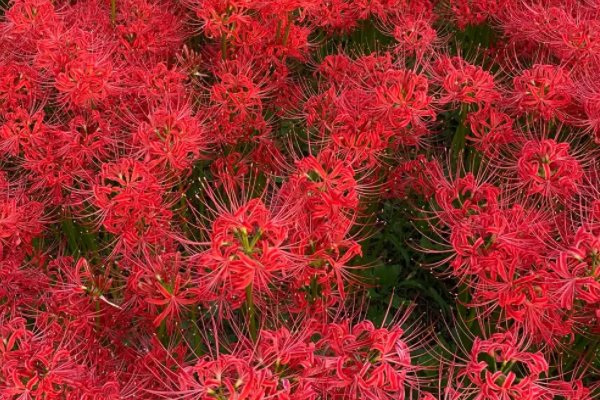 冰心写植物的现代诗简短