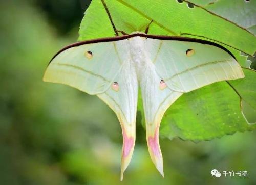 这是什么虫子？尾巴好长啊