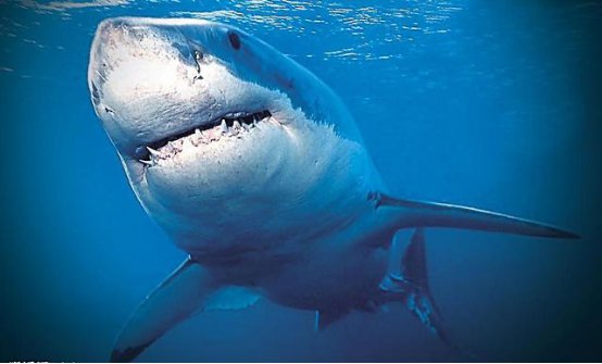 鲨鱼是最凶猛的海洋生物吗？鲨鱼的天敌是什么？