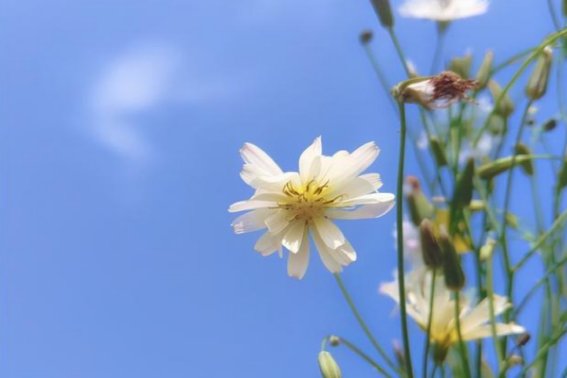 阳光很暖心情很好的句子
