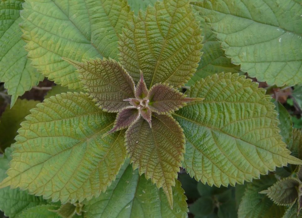 中国国草是什么？