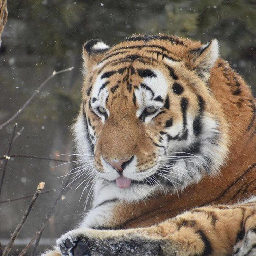 下马作威是什么生肖？