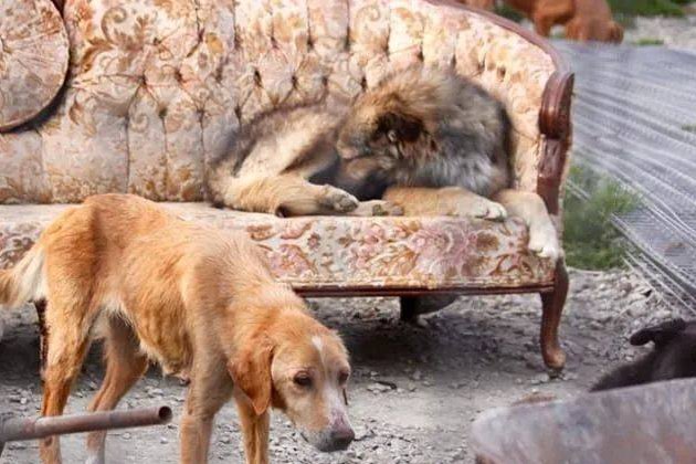 spca是什么意思啊