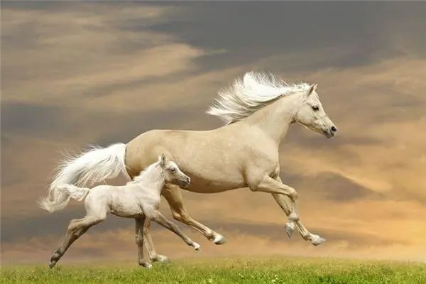 先锋保国卫家园五七扬帆二四出是什么生肖