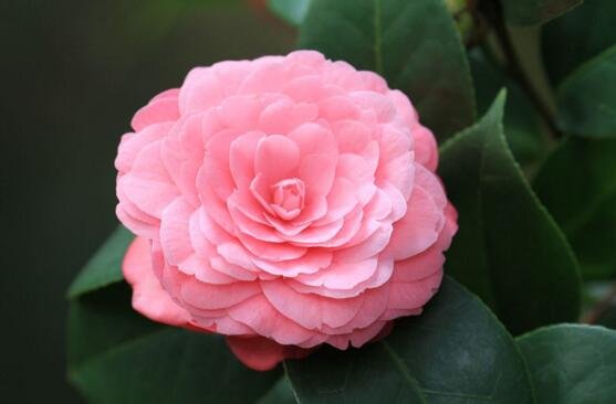 茶花为什么不能养在家里?