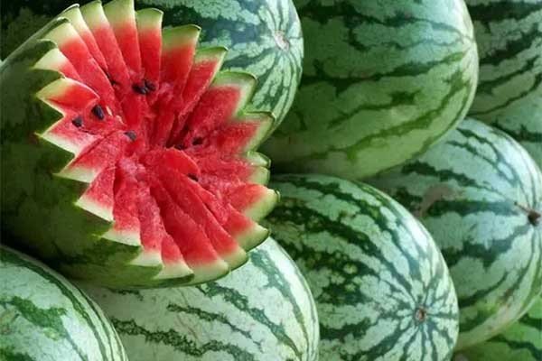 watermelons翻译成中文