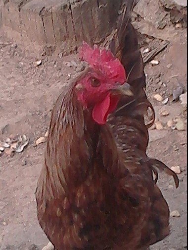 阉母鸡的故事传说