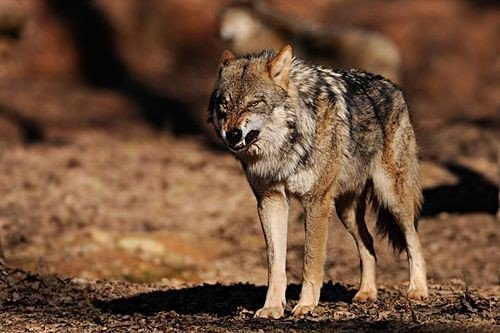 母狼为什么吃掉狼崽