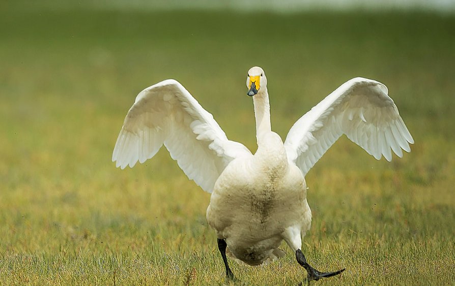 昂首大叫的意思是什么