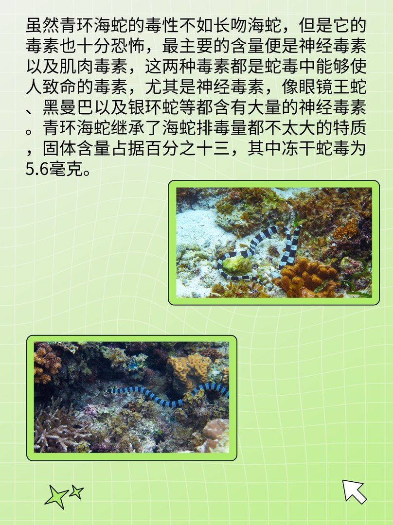 青环海蛇：每年捕获可达1万多公斤？