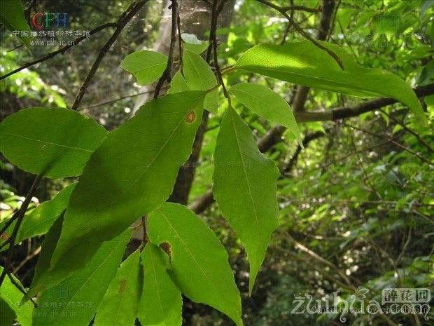 银钟花的生长习性