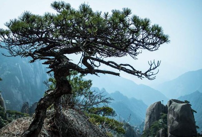 寿的拼音和组词语