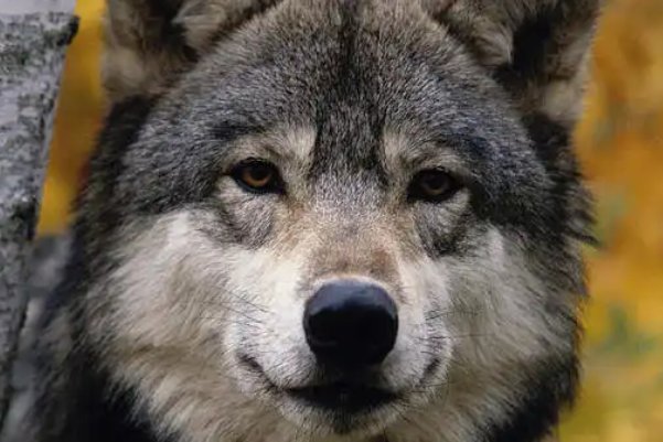 西边落阳形容什么动物