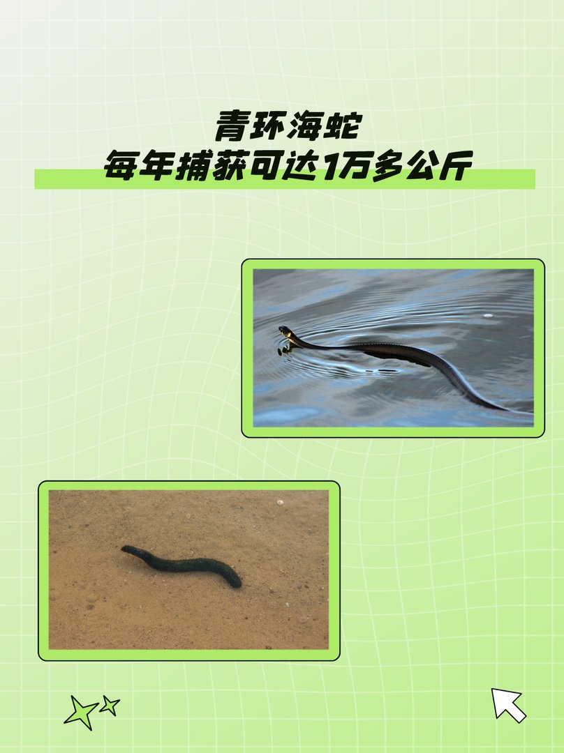 青环海蛇：每年捕获可达1万多公斤？