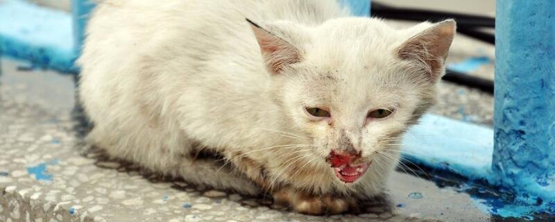 猫被遗弃猫自己知道么