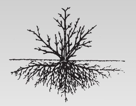 石榴的根系有哪些作用？