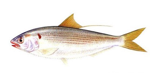 斑鰶的营养成分