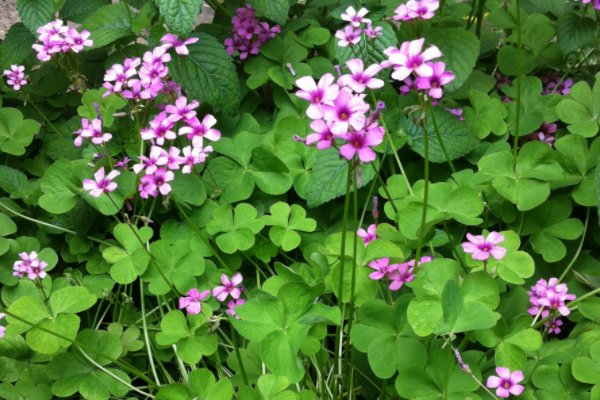 冰心写植物的现代诗简短