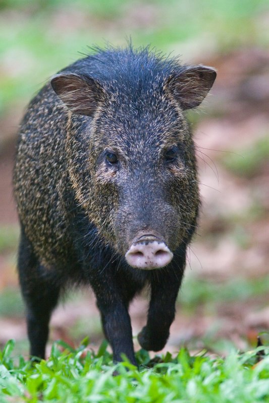 领西猯的形态特征