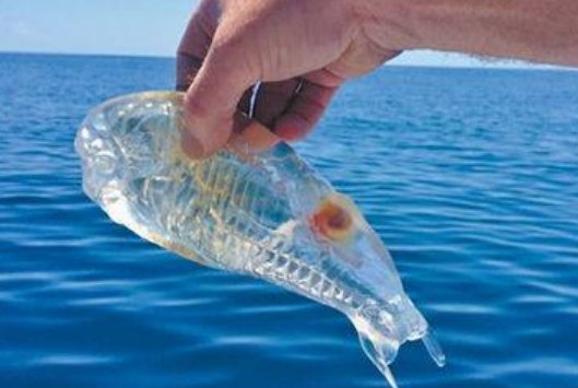 潜水员深海发现幽灵鱼，幽灵鱼的叫法是如何而来呢？