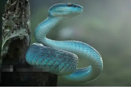 十大最罕见的蛇