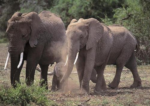 后兽次亚纲的演化状况