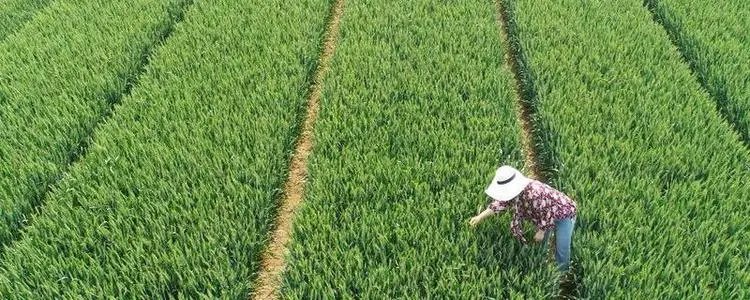 四季农事有哪些活动？