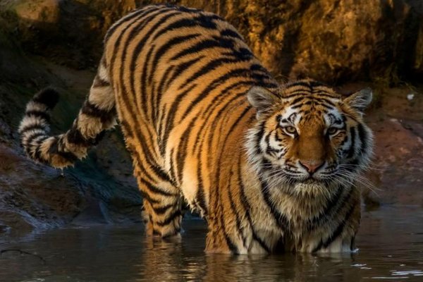 眈眈是什么意思