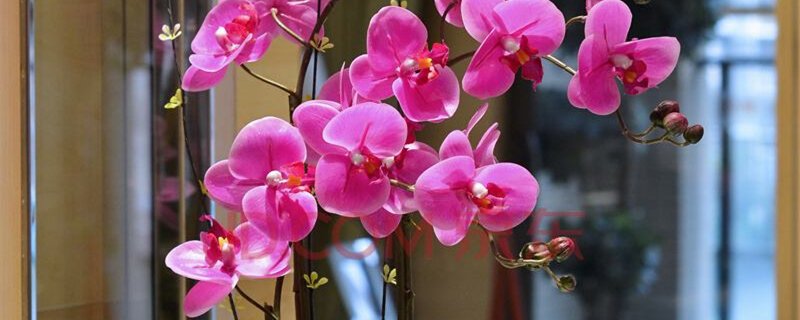 蝴蝶兰一天之类几点开花？