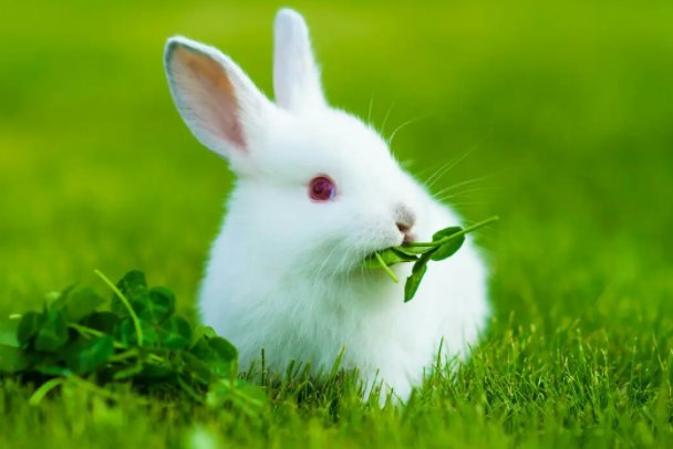 乌尽弓藏打一生肖