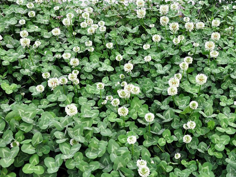 豆科牧草有哪些?