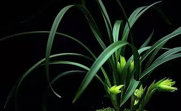 兰花是什么季节开的?