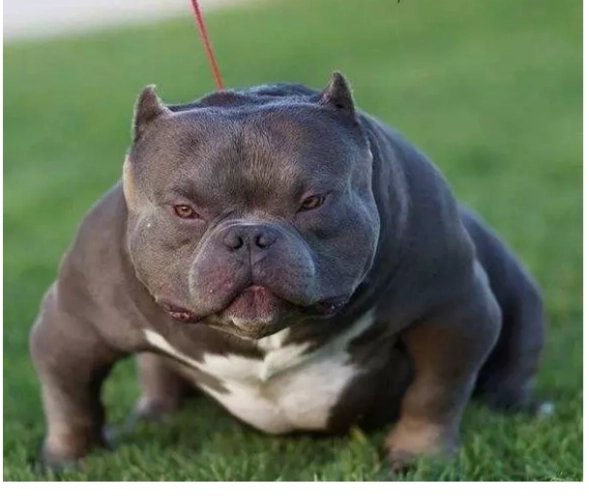 恶霸犬和比特犬都是美国的犬种,它们有什么区别呢?