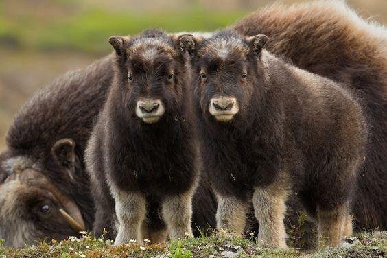 什么动物头发最长