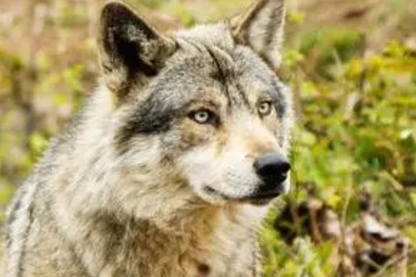 西边落阳形容什么动物