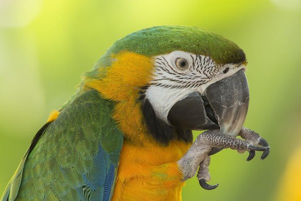 幽禽指的是什么