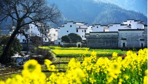 2023年婺源油菜花花期