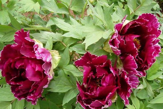 傲霜是什么意思？