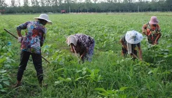 nopainnogain翻译成中文什么意思