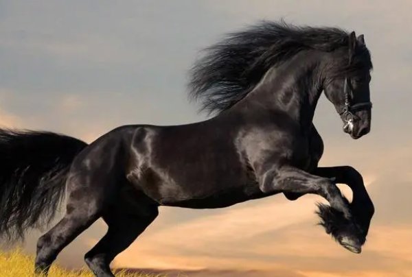 知书明理正确生肖