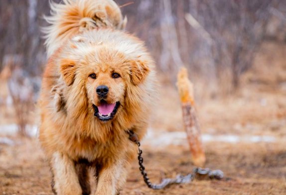 鬼獒和藏獒有什么区别