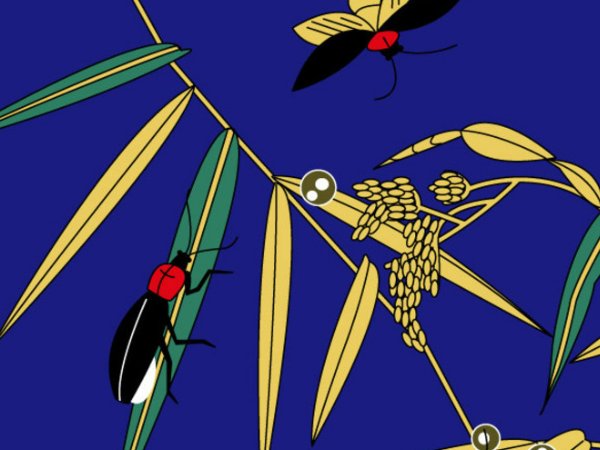 照叶青指的是哪种昆虫