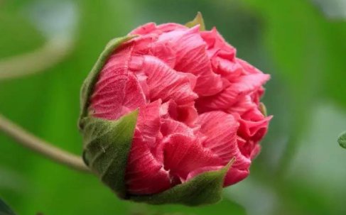 胭脂色口红适合什么肤色？