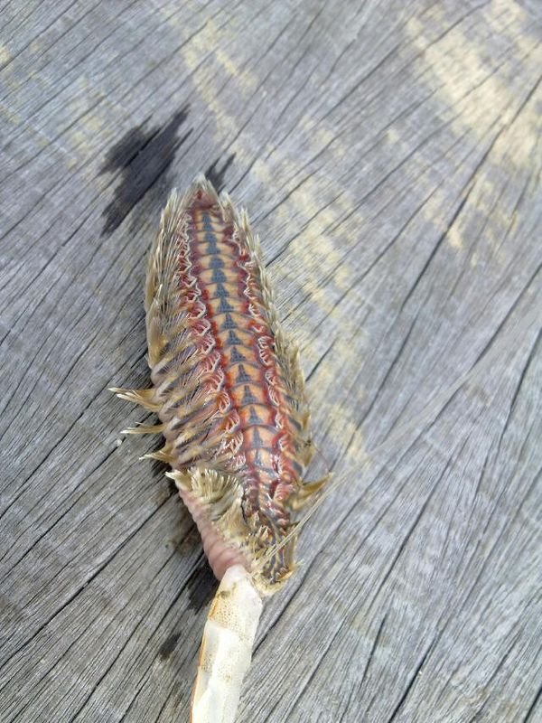 谁知道这是什么虫子，海里面钓到的！