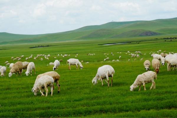 风吹草地见牛羊是什么意思